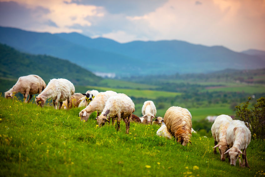 Enon UMC Team pastoral scene of sheep grazing in a mountainous region